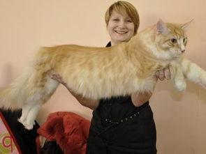 缅因猫视频,缅因猫的可爱瞬间大盘点