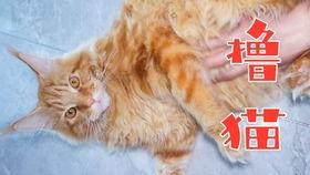 缅因猫视频,缅因猫的可爱瞬间大盘点