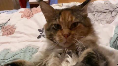 缅因猫视频,缅因猫的可爱瞬间大盘点