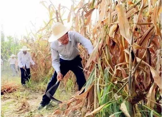 金乡吃瓜最新事件爆料,揭秘背后惊人真相！