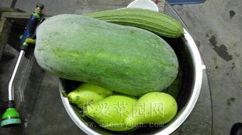 今日吃瓜热门大瓜,娱乐圈惊天大瓜，揭秘明星背后惊人真相！