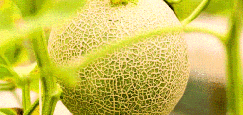 网纹蜜瓜今日行情,价格波动与市场趋势解析