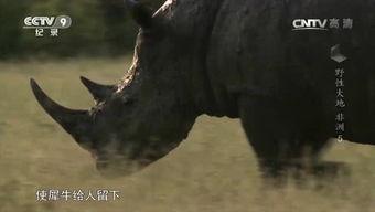 犀牛视频,探索视觉盛宴的全新维度